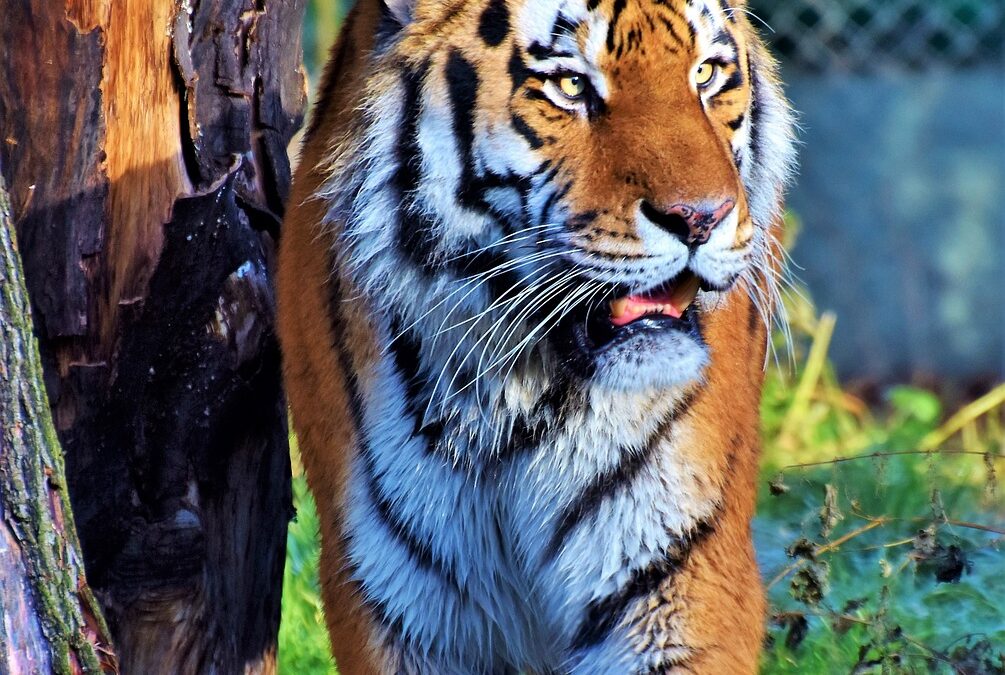 “Align With Your Stellar Path” – Unleash Your Inner Tiger:…