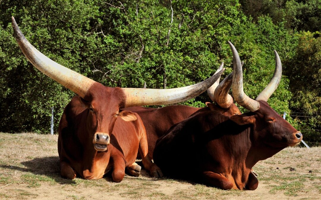 “Astrological Insights For Future Success” » Unlock Your Taurus Potential:…