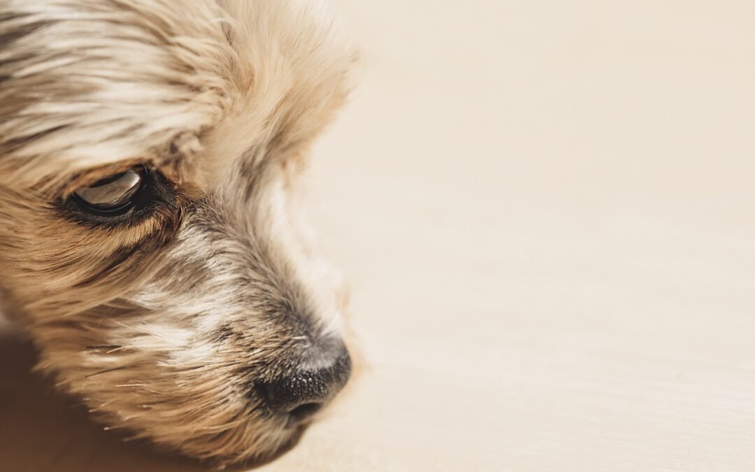 “Astrology And Ecliptic Signs” » 🐶 Your Dog’s Zodiac Sign:…