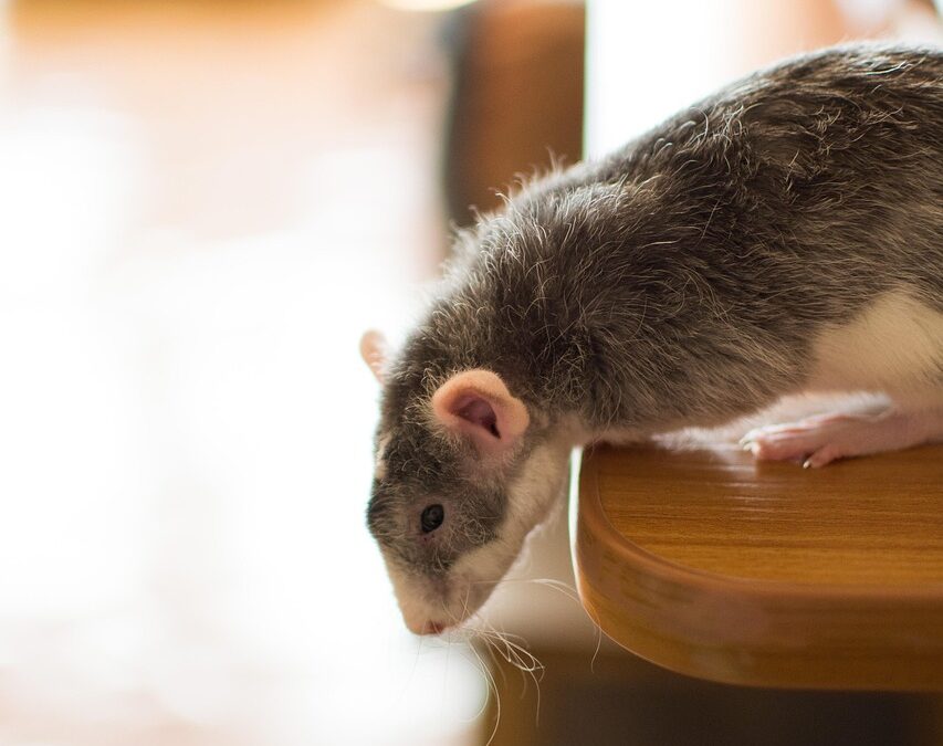 “Astrology And Ecliptic Signs” | Unleash Your Inner Rat: Discover…