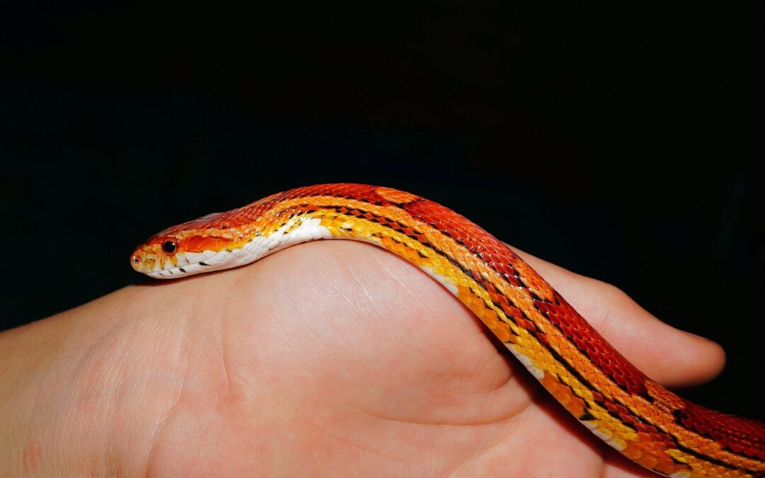 “Astrology And Ecliptic Signs” ~ Unleash Your Inner Serpent: The…