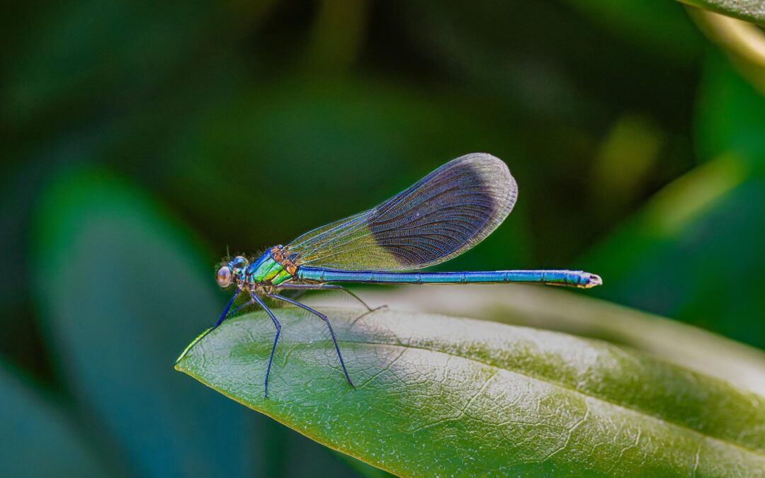 “Astrology And Self-discovery Journey” ~ Unlocking Your Inner Virgo: A…