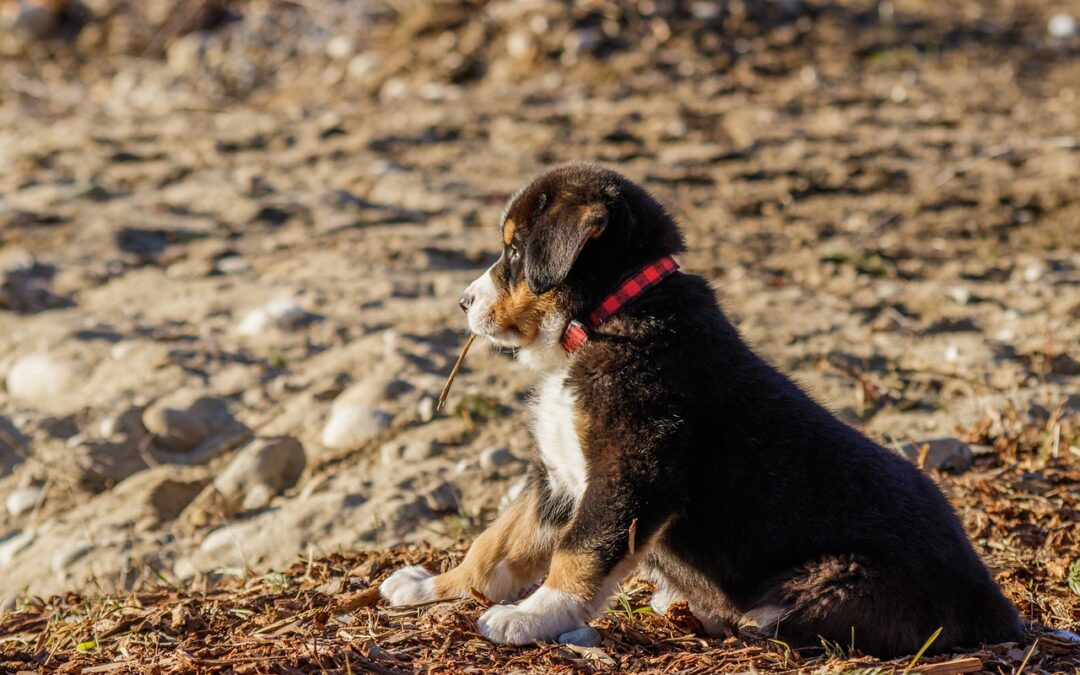 “Astrology Tips For A Brighter Tomorrow” » Unleash Your Dog’s…