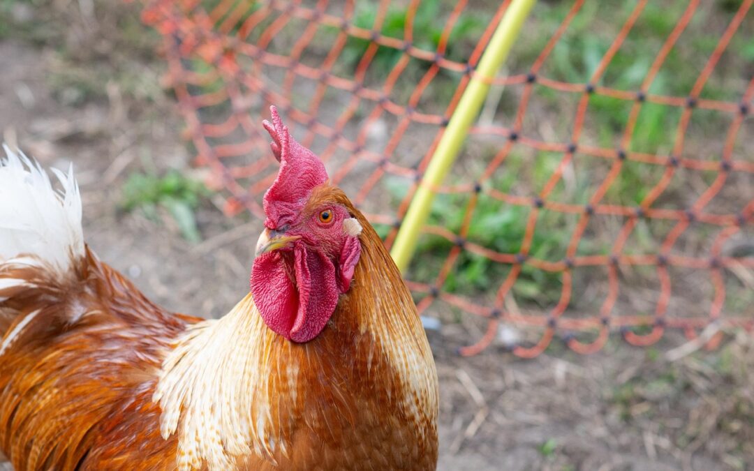 “Awaken Your Zodiac Spirit” » Unleash Your Inner Rooster: Awaken…