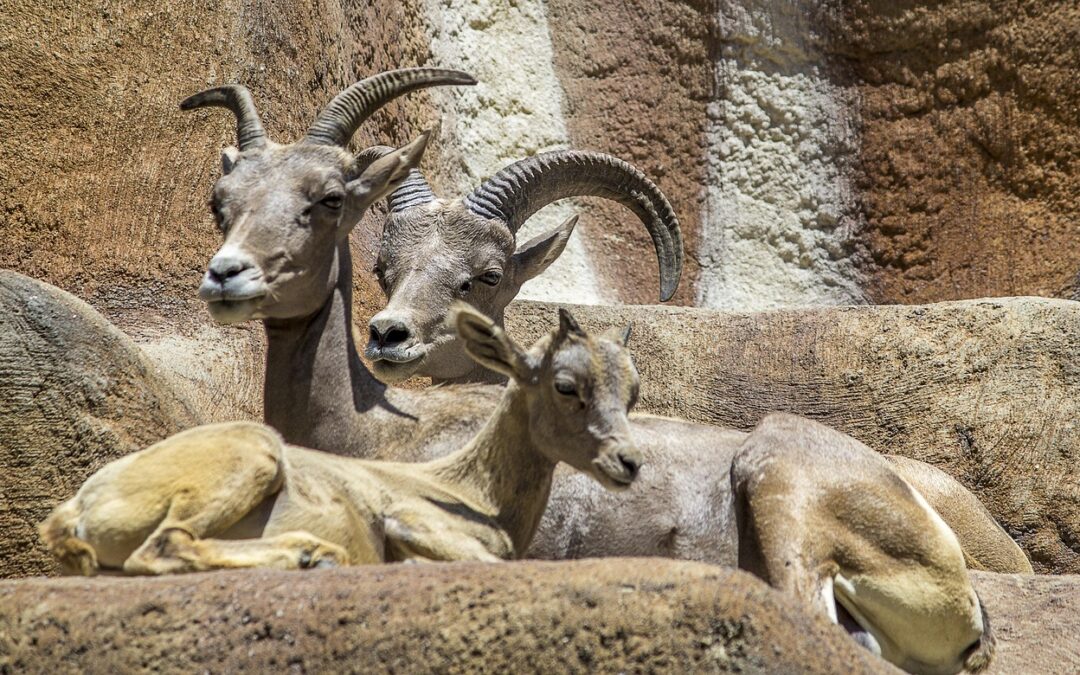 “Discover Your Astrological Essence” – Unravel Your Inner Goat: Embark…