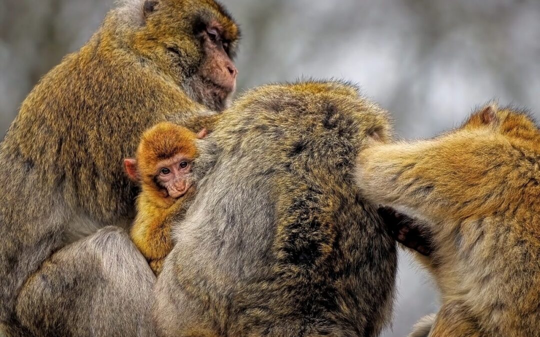 “Discover Your Astrological Essence”: Unleash Your Inner Monkey: Discover Your…