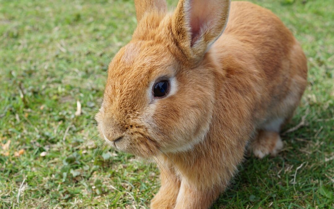 “Discover Your Astrological Essence” – Unleash Your Inner Rabbit: Exploring…