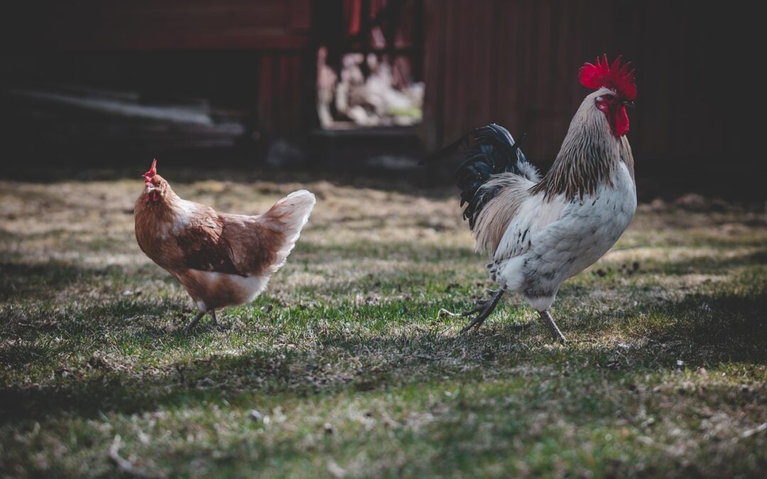 “Discovering True Self With Astrology” » Unlocking Your Inner Rooster:…