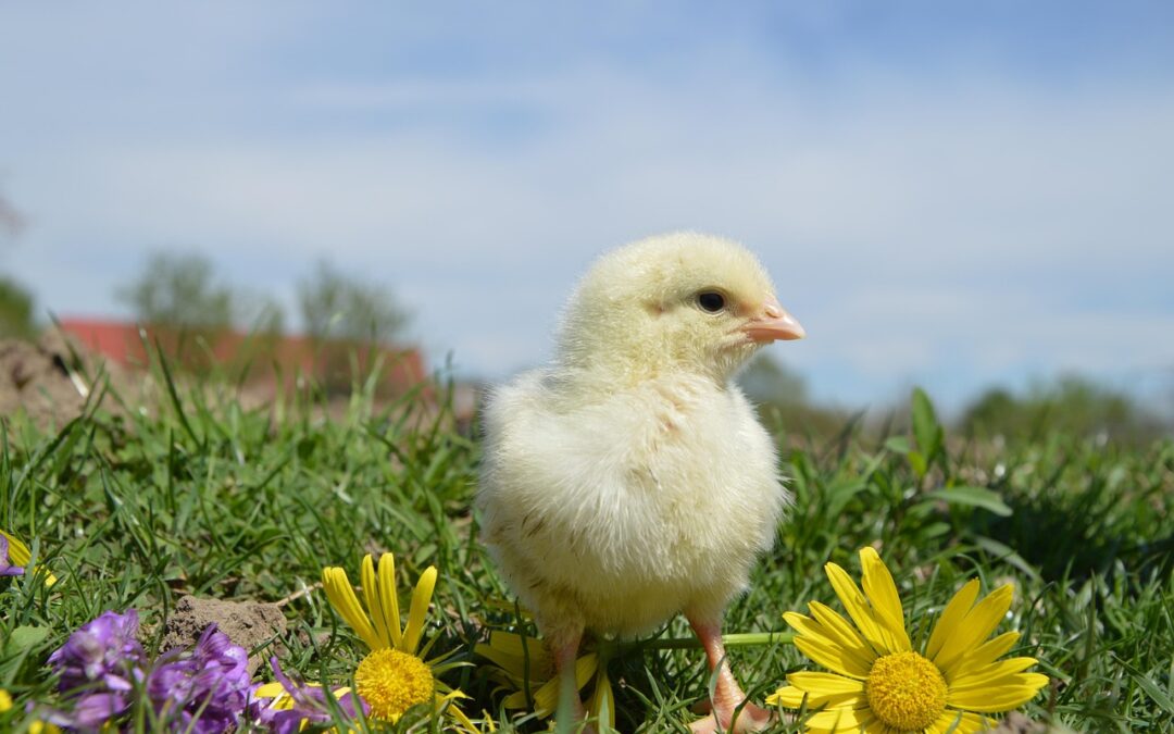 “Discovering True Self With Astrology” | Unlocking Your Inner Rooster:…