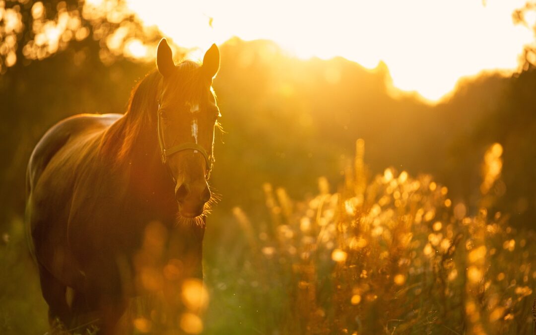 Ecliptic Signs In Astrology – Unlocking Your Inner Capricorn: The…
