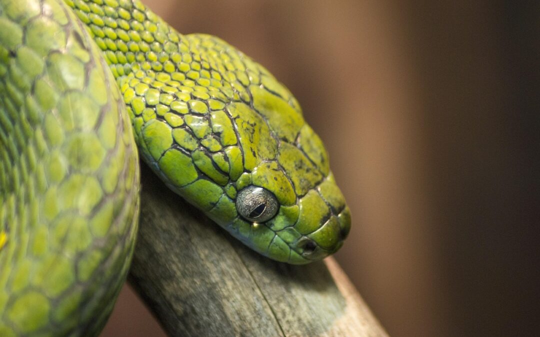 “Embrace Cosmic Growth”: 🐍 Unleash Your Inner Serpent: Embracing Cosmic…