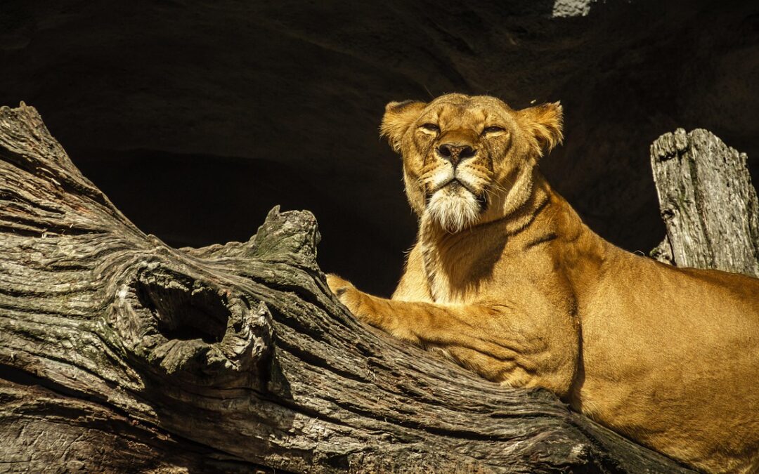 “Enlightenment Through Zodiac Signs” – Unleash Your Inner Lion: How…