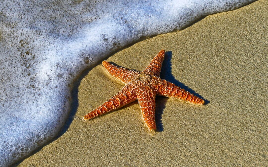 Explore The Stars And Journey With Us ~ ✨ Journey…