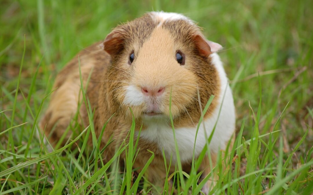 “Finding Enlightenment Through Astrology” – Unlocking Your Inner Pig: Finding…