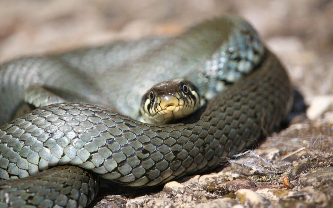“Finding Enlightenment Through Astrology” ~ The Snake’s Whispers: Unveiling Enlightenment…