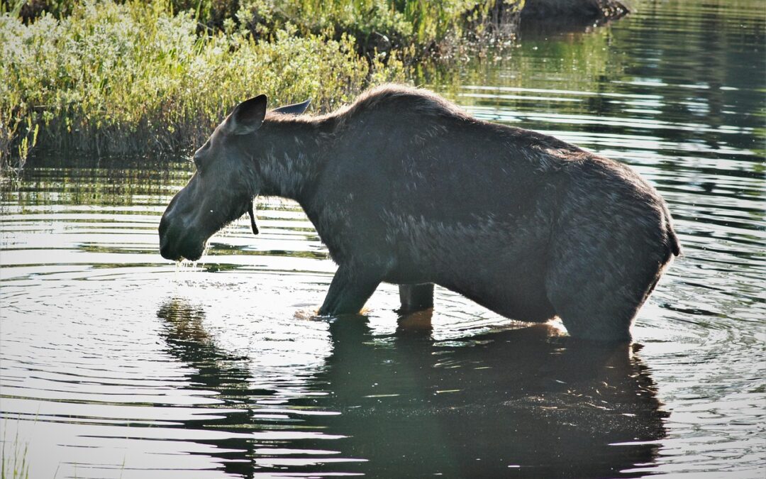 How Can You Explore The Wonders Of The Zodiac? /…