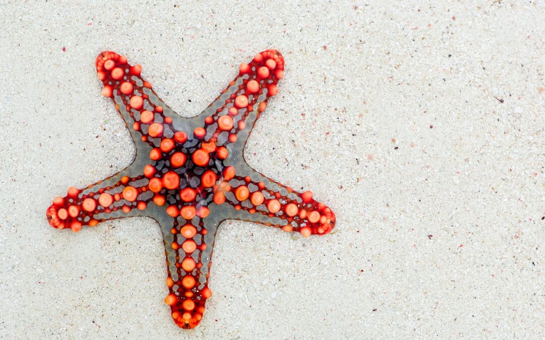 How Can You Unlock Star Mysteries? | Unraveling The Secrets…