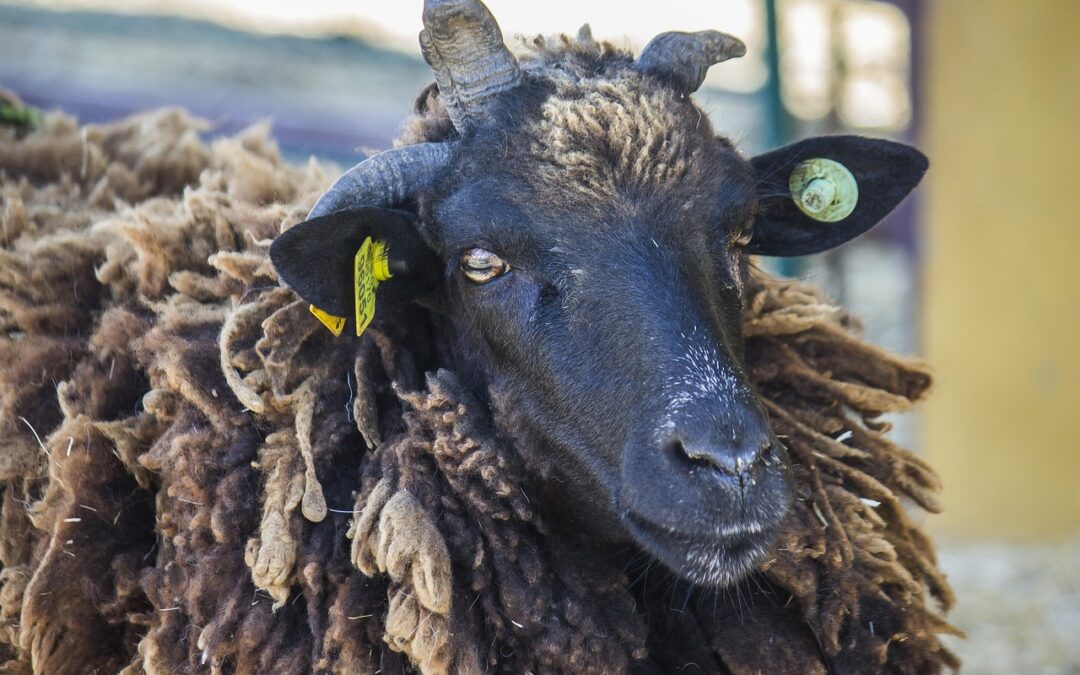 “Unlocking Star Mysteries” | A Starry Night And Baa-ing At…