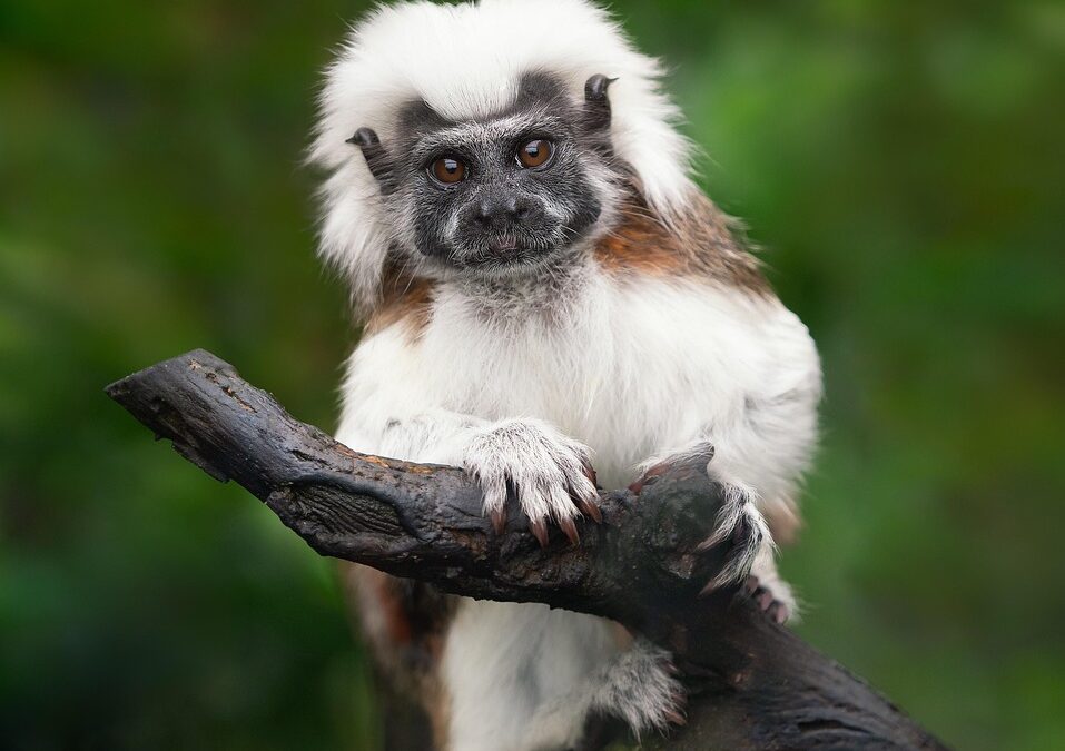 “Unveil Your Celestial Potential” | Unlocking Your Inner Cosmic Monkey:…