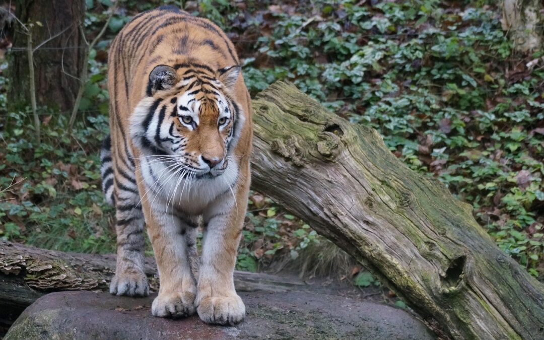 “Unveil Your Celestial Potential” / Unlock Your Inner Tiger: A…