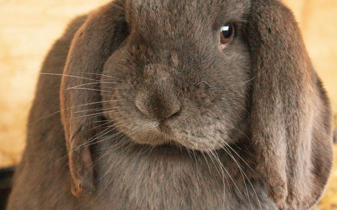 “Using Astrology For Self-discovery” ~ ✨ Unlock Your Inner Rabbit:…