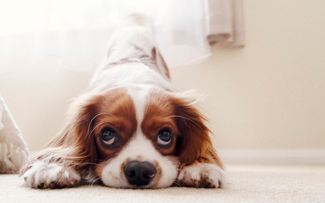 “Using Astrology To Navigate Life” / Unleash Your Inner Astro-Dog:…