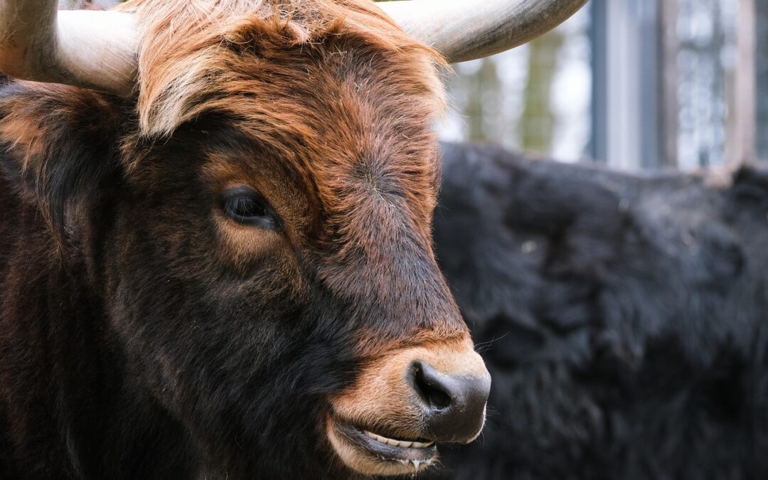 “Using Astrology To Navigate Life” / Unleash Your Inner Ox:…