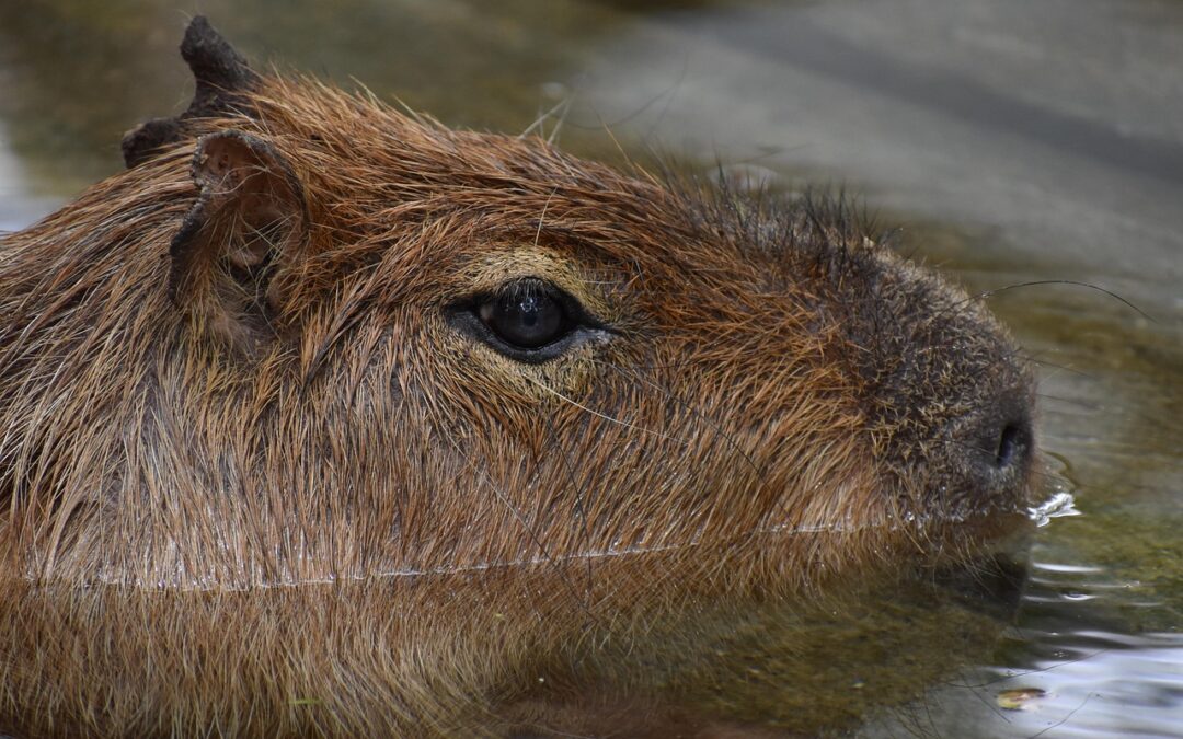 “Astrological Cosmic Journey Guide” / Your Cosmic Adventure Begins Now!…