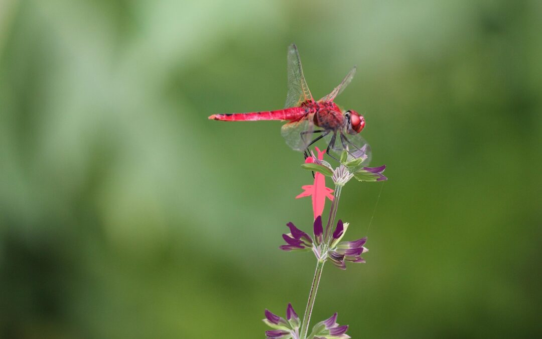 “Astrological Insights For Future Success” &raquo; Ready To Unlock Your…