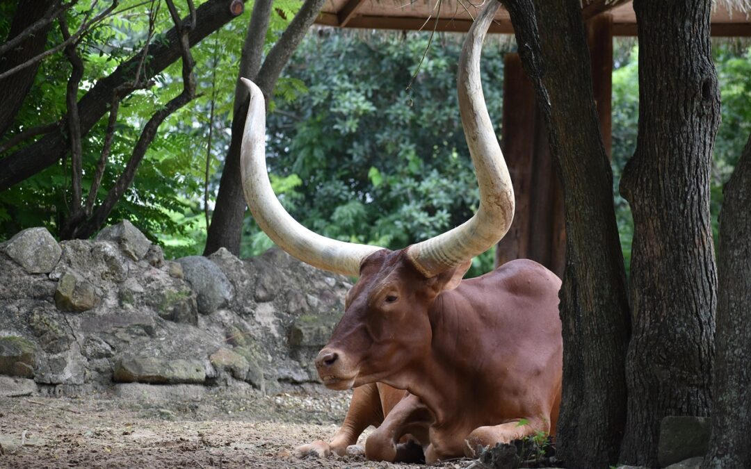 “Celestial Wisdom For Life Navigation” | Gazing Up: How The…