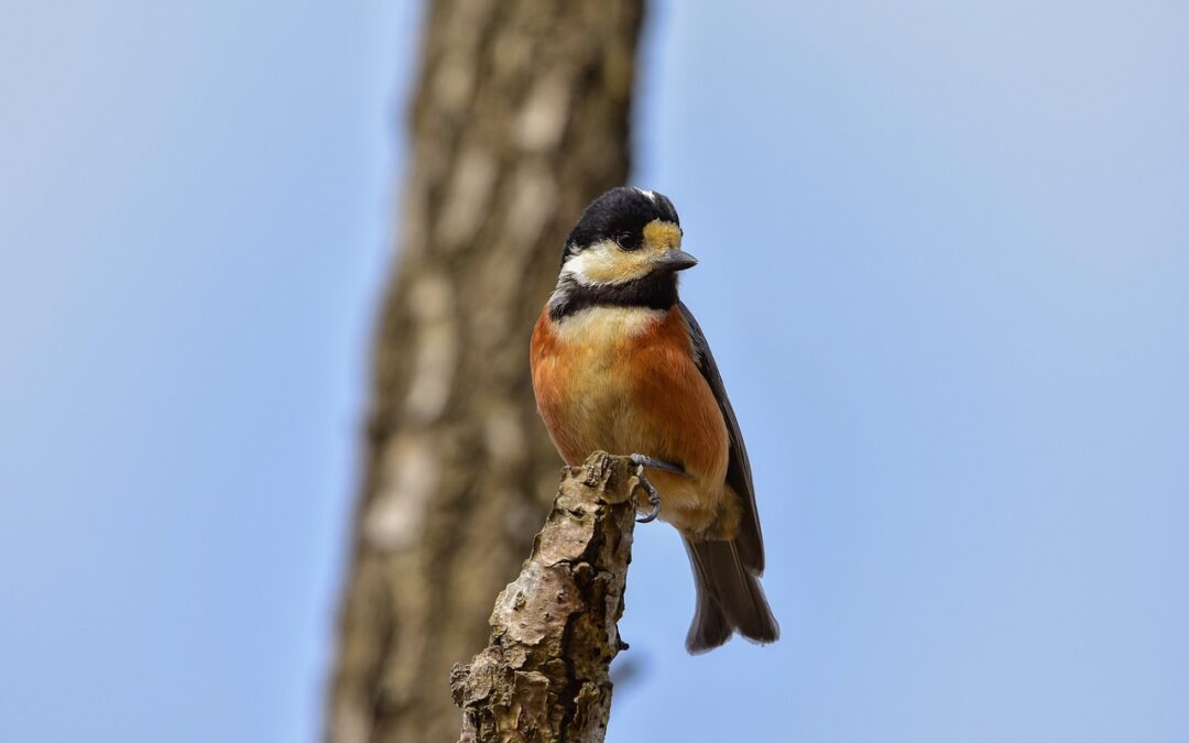 Cosmic Self-discovery Guide ~ Your Cosmic Compass: A Capricorn’s Guide…