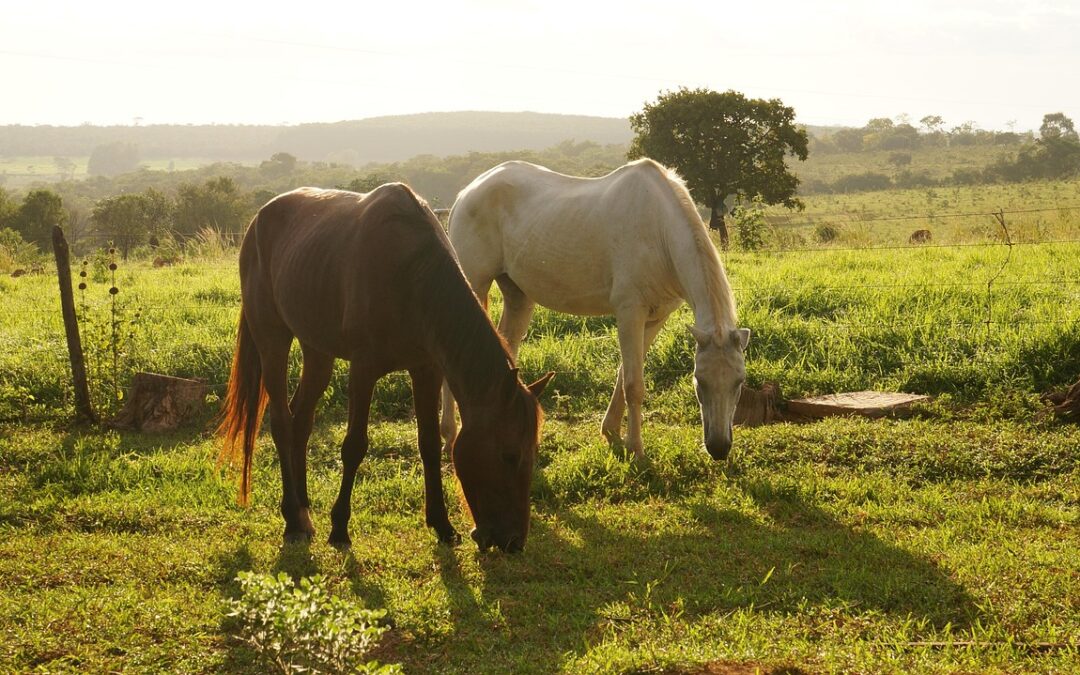 How Does Astrology Lead To Enlightenment?: Unlocking Your Inner Light:…