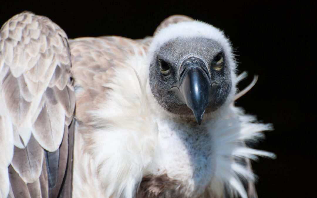 How Does The Concept Of Fate And Free Will Interplay…