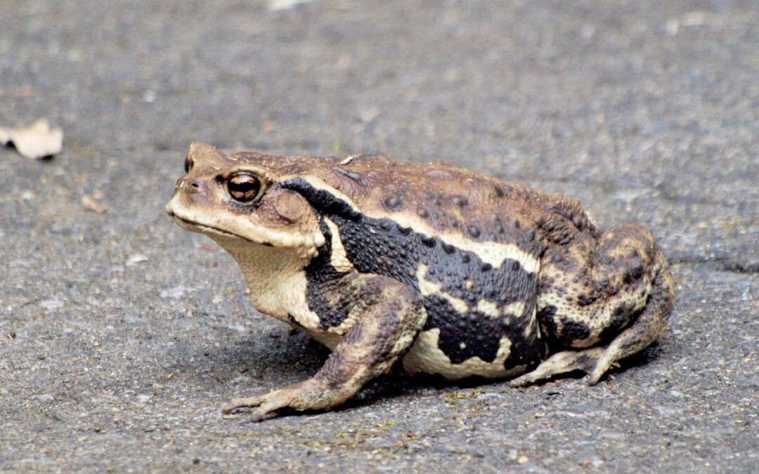 How Have Different Cultures Influenced Astrological Beliefs?: Unraveling The Cosmos:…