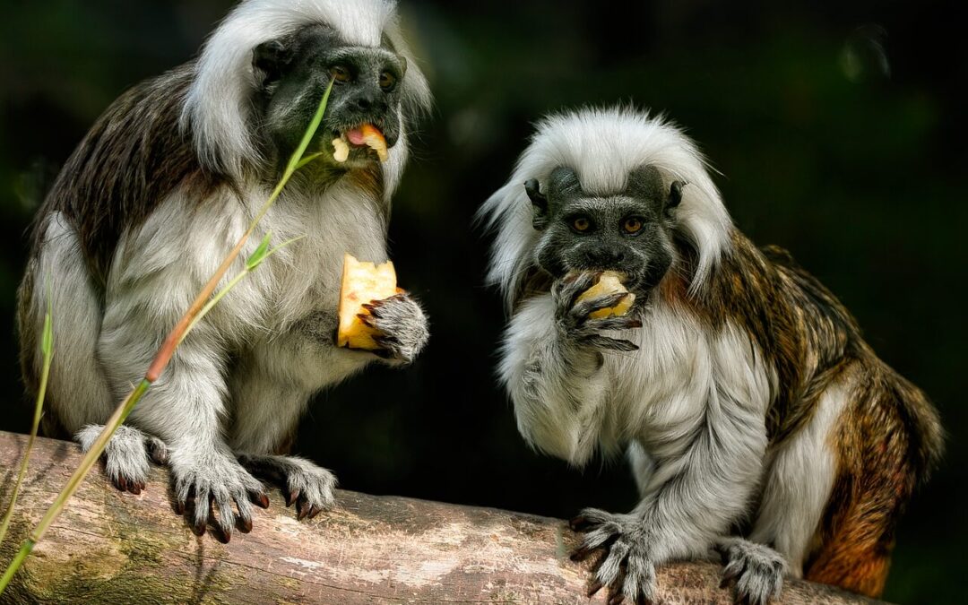 “Understanding Ecliptic Zodiac Signs”: “`html Unlock Your Cosmic Code: Ecliptic…