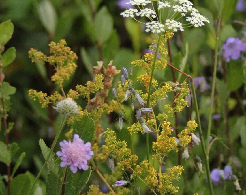 What Ancient Civilizations Contributed To Modern Astrology? / “`html Your…