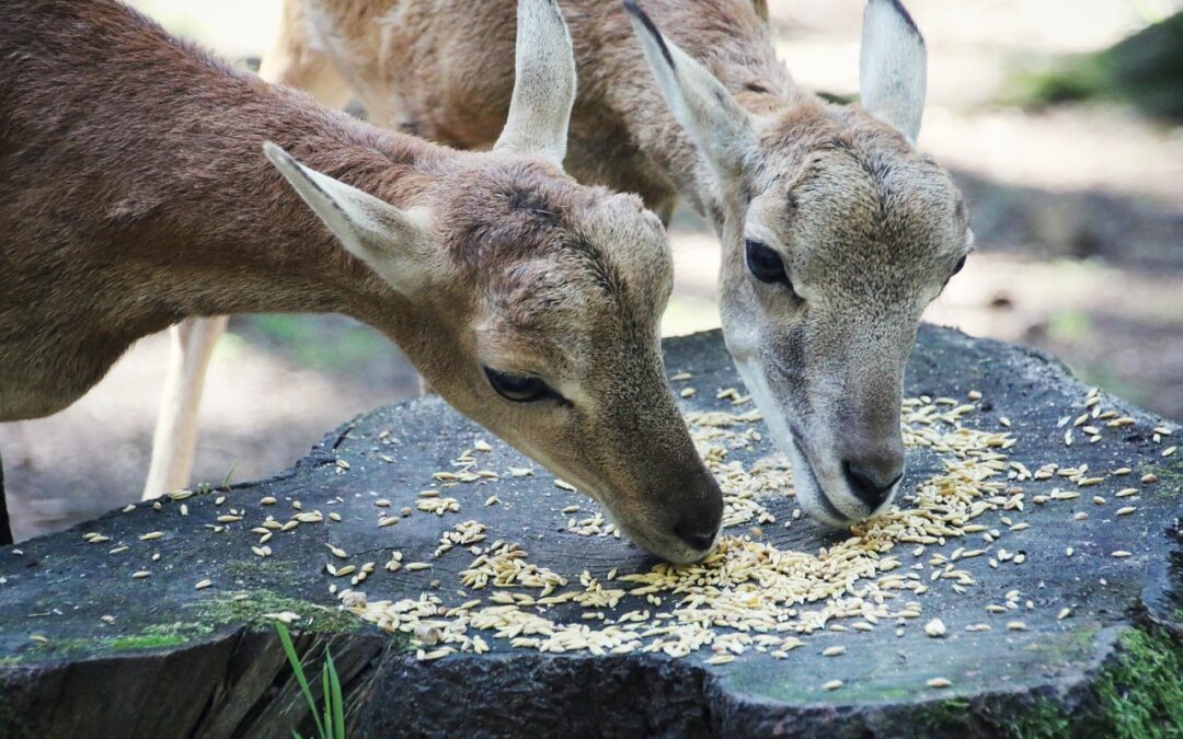 “What Does Buddhism Teach About Astrology And Destiny” &raquo; 🌟…
