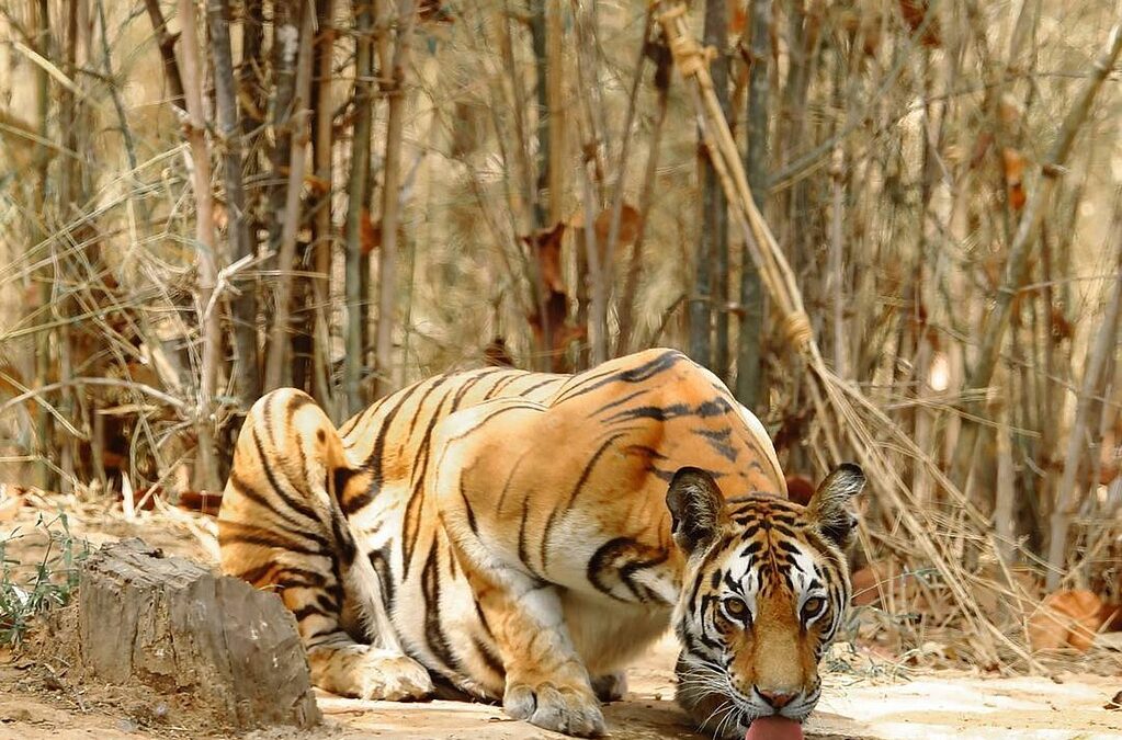 “Zodiac Exploration Guide” / Your Cosmic Compass Awaits: Unlocking The…