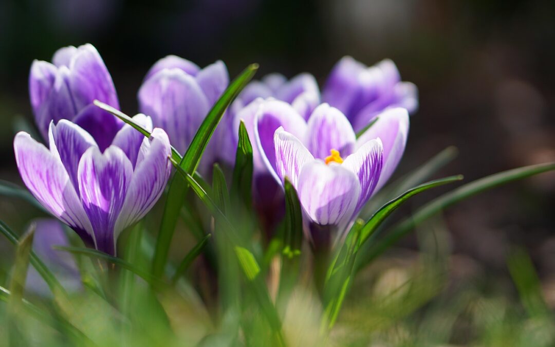 “how Ecliptic Astrology Supports Your Spiritual Awakening Process” / TL;DR…