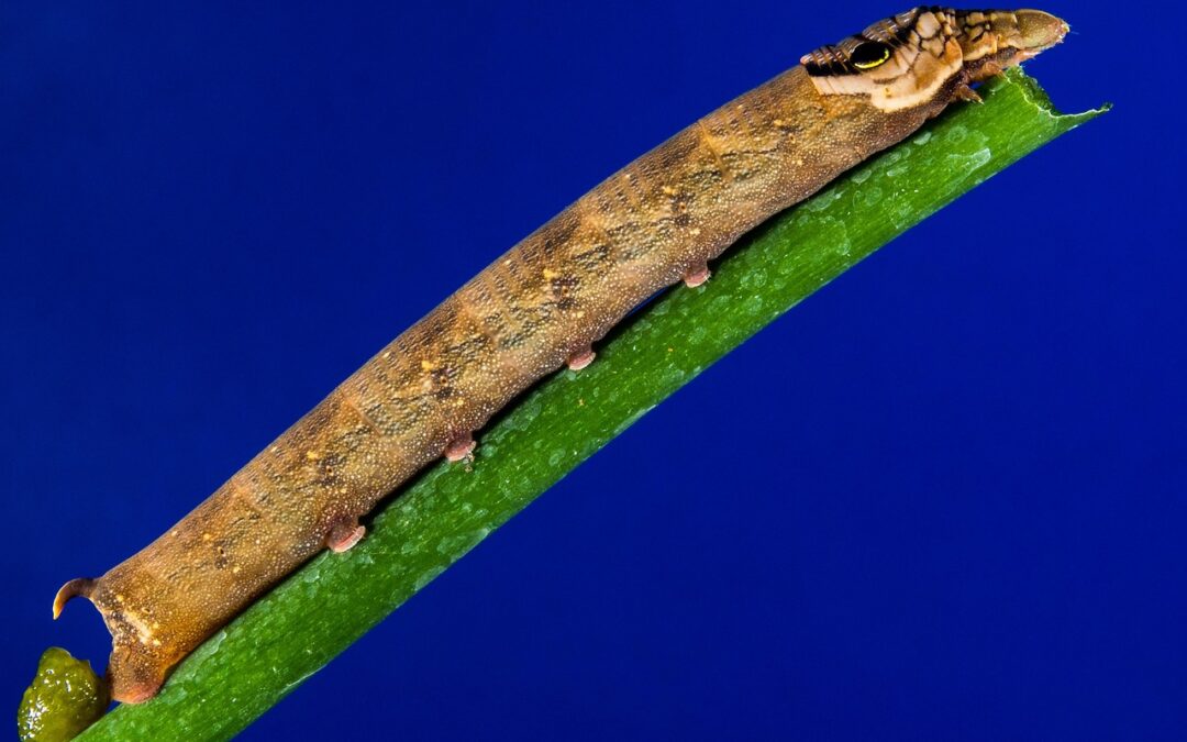 “how Ecliptic Zodiac Signs Shape Your Cosmic Emotional Insight”: “`html…