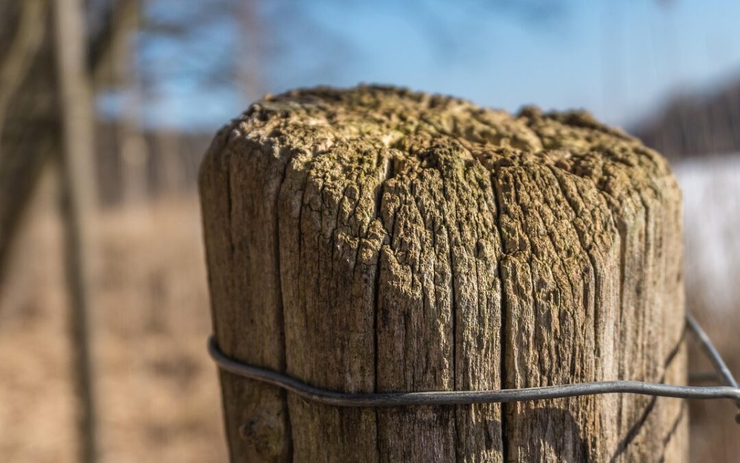 “Align With Your Stellar Path” ~ Unlocking Your Cosmic Compass:…