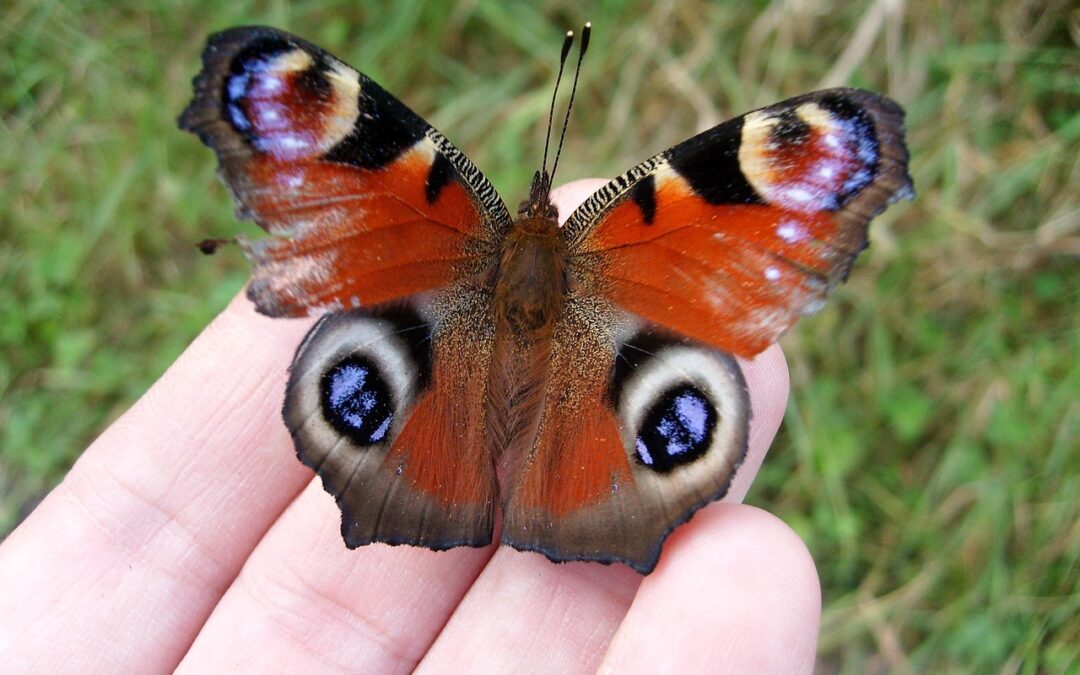 How Can The Placement Of Your North Node And South…