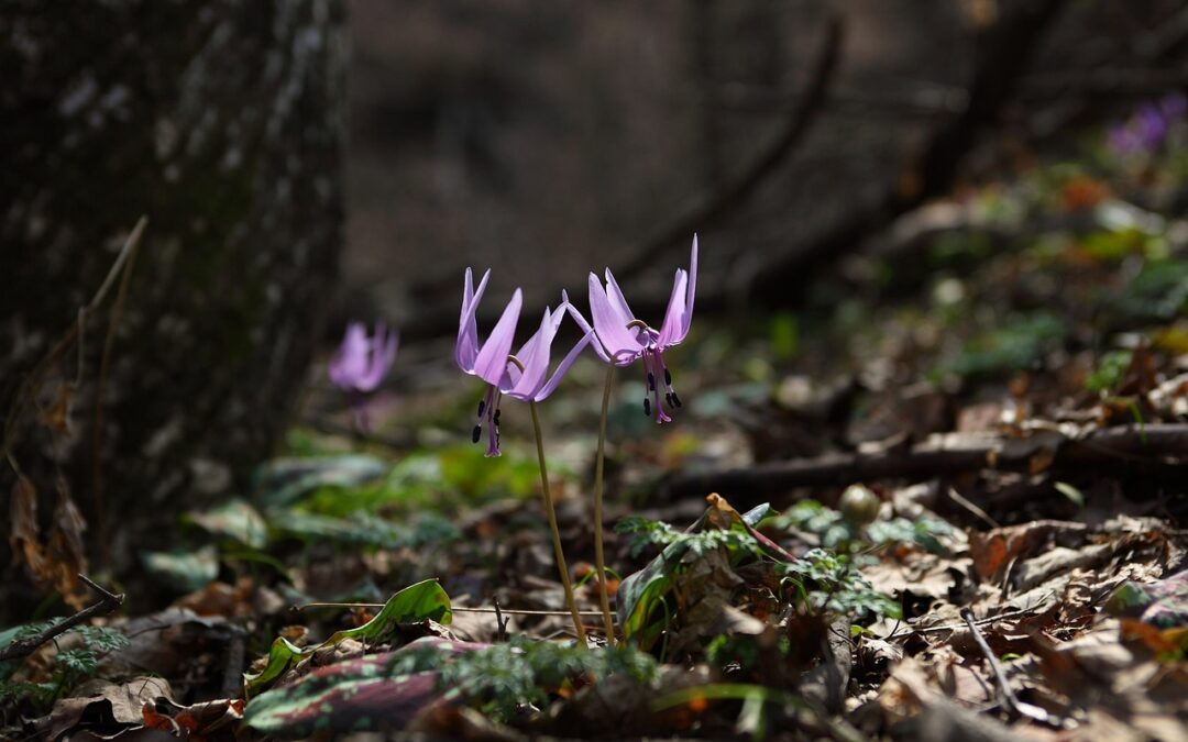 “How Do Ecliptic Signs Influence My Spiritual Awakening Timeline” |…