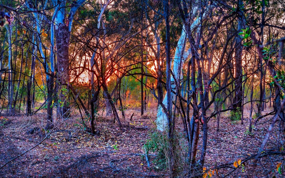 “What Does My Ecliptic Zodiac Sign Reveal About My Spiritual…