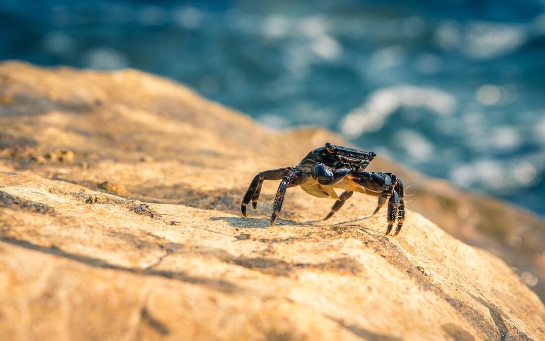 “Exploring Zodiac Wonders” | “`html Dive Into The Cosmic Charm:…