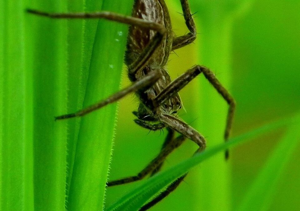 “How Can I Understand My Karmic Lessons Through My Ecliptic…