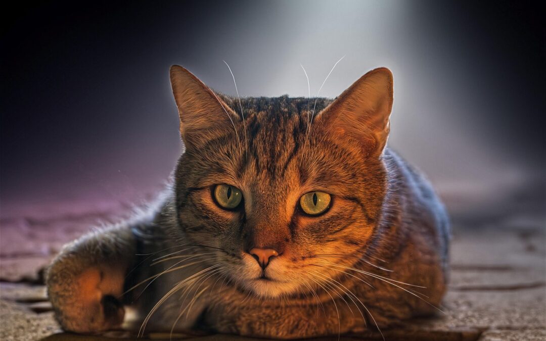 “How Does Astrology Relate To Pre‑Christian European Beliefs” ~ Uncoiling…