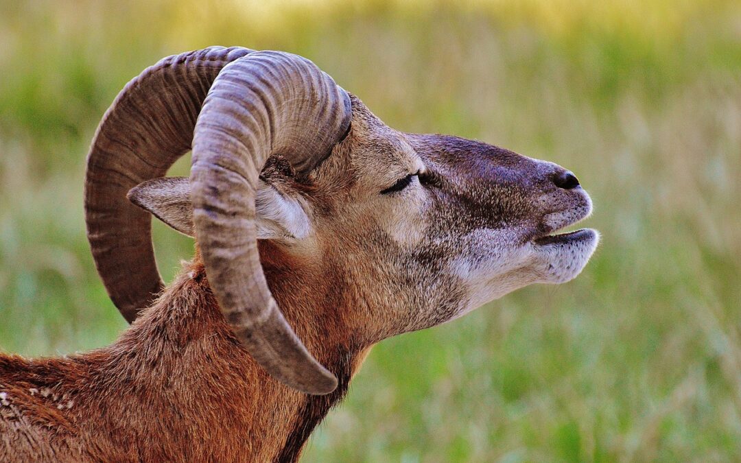 “Unlocking Star Mysteries” / Discovering The Secrets Of The Stars:…