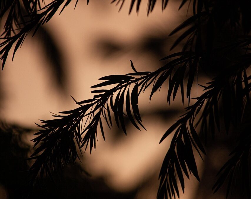 What Are The Mysteries Of The Stars Revealed? ~ Oink-tastic…