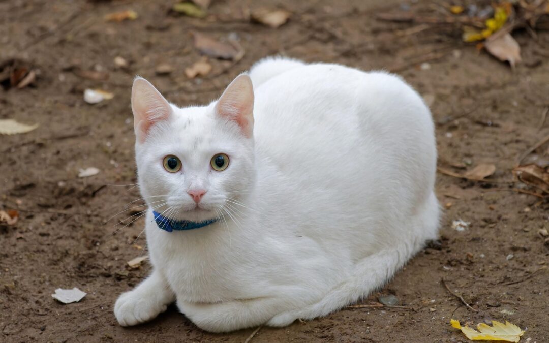 “how Ecliptic Zodiac Signs Influence Your Cosmic Emotional Development” |…